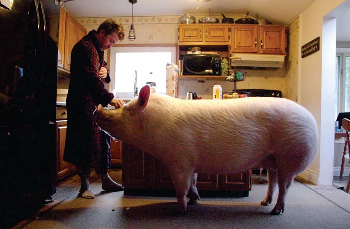 Couple Thinks They Adopted A Mini-Pig, Keeps Her As A Pet Even After It Grows To Be 650 Lbs Couple Thinks They Adopted A Mini-Pig, Keeps Her As A Pet Even After It Grows To Be 650 Lbs
