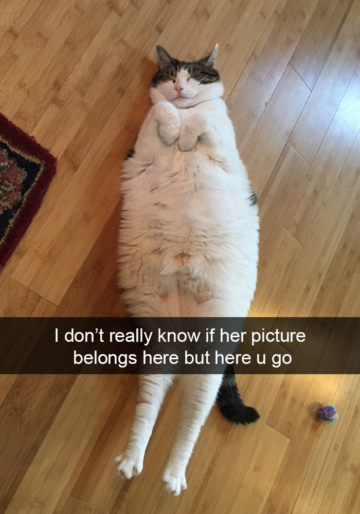 Cat-Snapchats