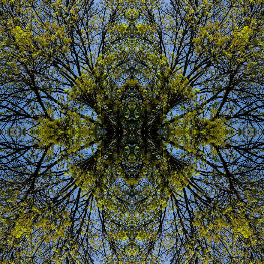 Trees - Warsaw, Poland