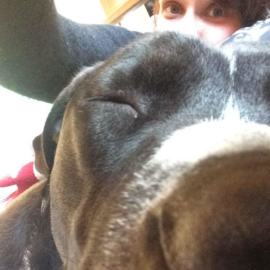 Today My Dog Donated Blood And I Took A Few Photos To Show How Easy It Is