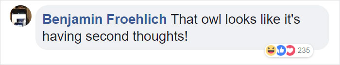 Duckling Gets Raised By An Owl And The Photos Are Adorable Duckling Gets Raised By An Owl And The Photos Are Adorable