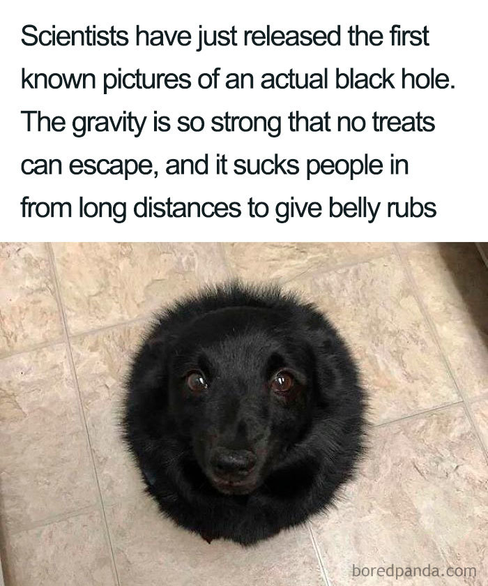 Cute black dog resembling a black hole, humorously illustrating reactions to the first image of a black hole.