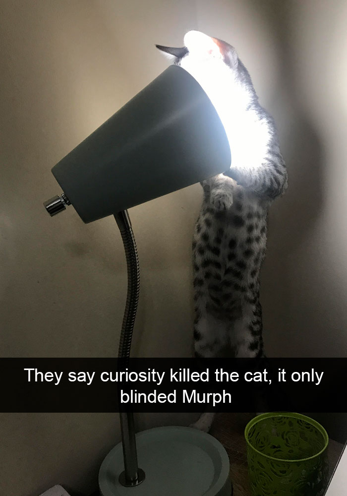 Cat-Snapchats