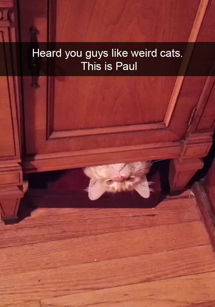 Cat-Snapchats