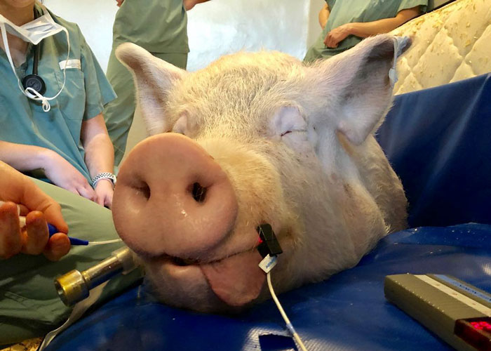 Couple Thinks They Adopted A Mini-Pig, Keeps Her As A Pet Even After It Grows To Be 650 Lbs Couple Thinks They Adopted A Mini-Pig, Keeps Her As A Pet Even After It Grows To Be 650 Lbs