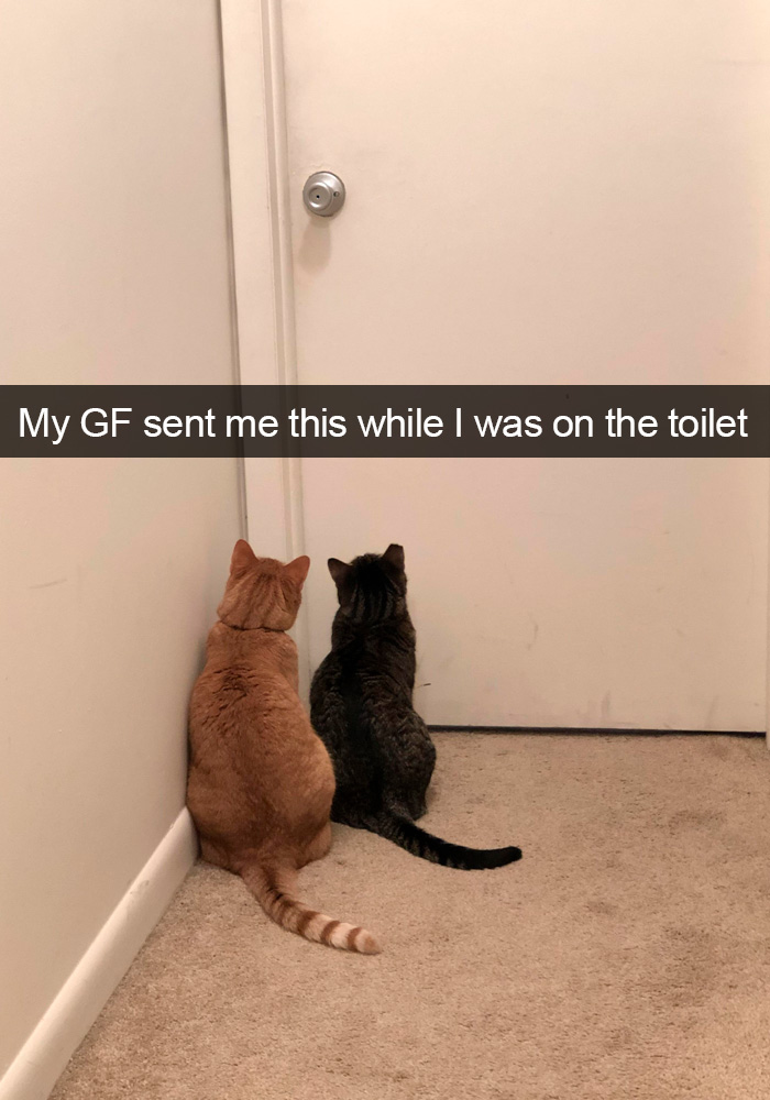 Cat-Snapchats