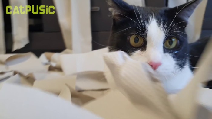 Video Of Cat Going Crazy In A Room Full Of Toilet Paper Goes Viral Video Of Cat Going Crazy In A Room Full Of Toilet Paper Goes Viral
