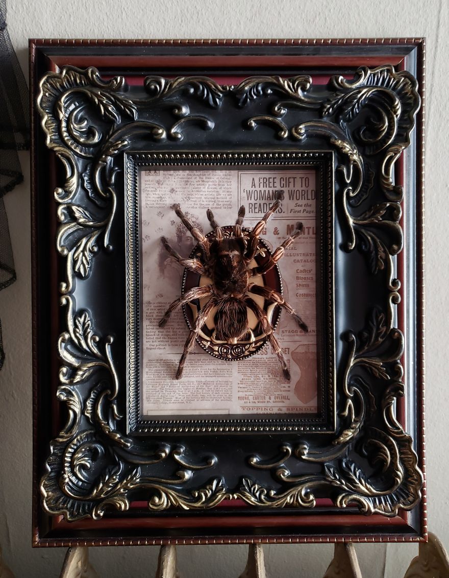 I Create Baroque And Gothic Wall Mounts Out Of Taxidermied Spiders