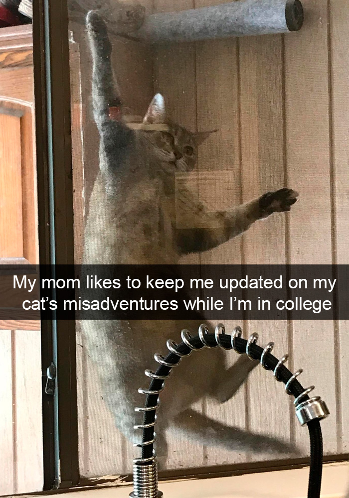 Cat-Snapchats