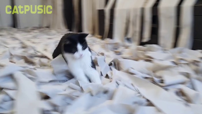 Video Of Cat Going Crazy In A Room Full Of Toilet Paper Goes Viral Video Of Cat Going Crazy In A Room Full Of Toilet Paper Goes Viral