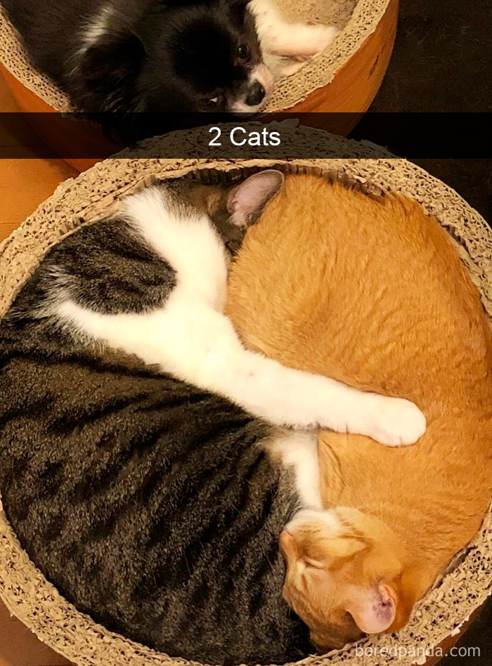 Cat-Snapchats
