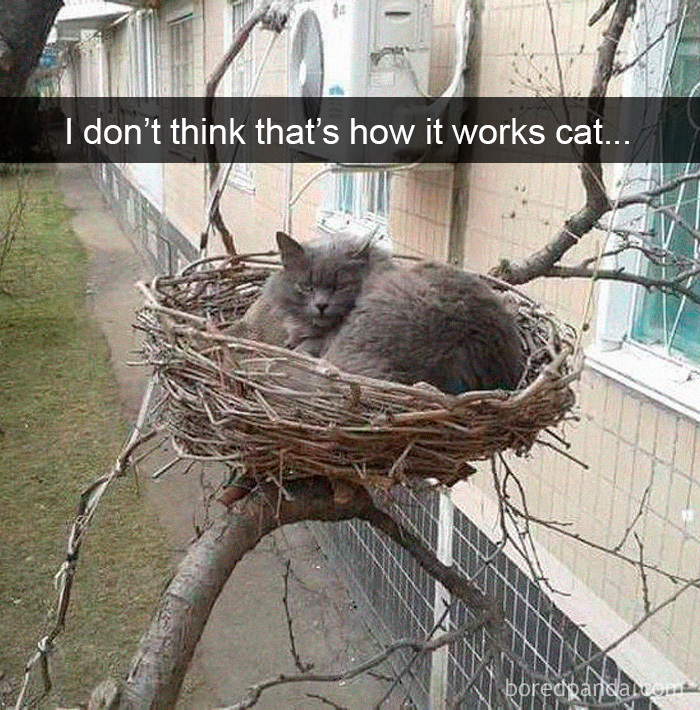 Cat-Snapchats