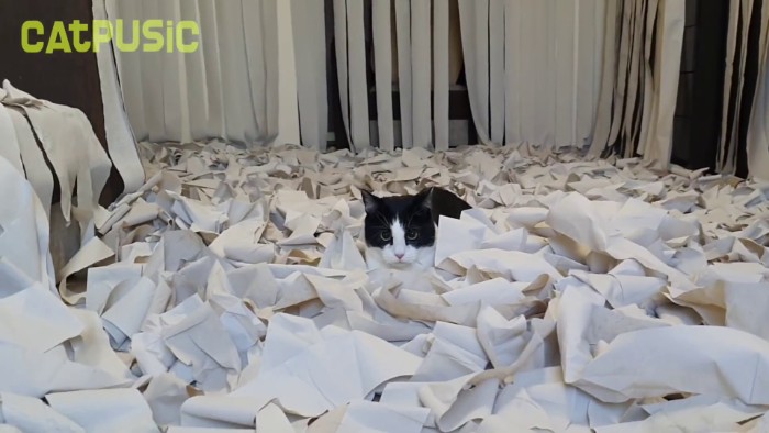 Video Of Cat Going Crazy In A Room Full Of Toilet Paper Goes Viral Video Of Cat Going Crazy In A Room Full Of Toilet Paper Goes Viral
