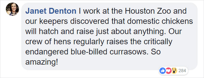 Duckling Gets Raised By An Owl And The Photos Are Adorable Duckling Gets Raised By An Owl And The Photos Are Adorable