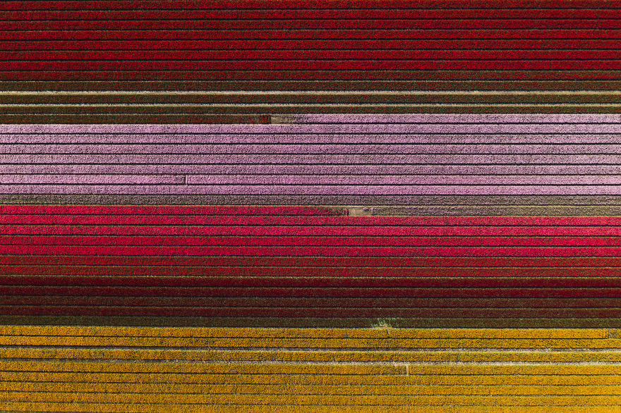Amazing Footage Of The Dutch Tulips