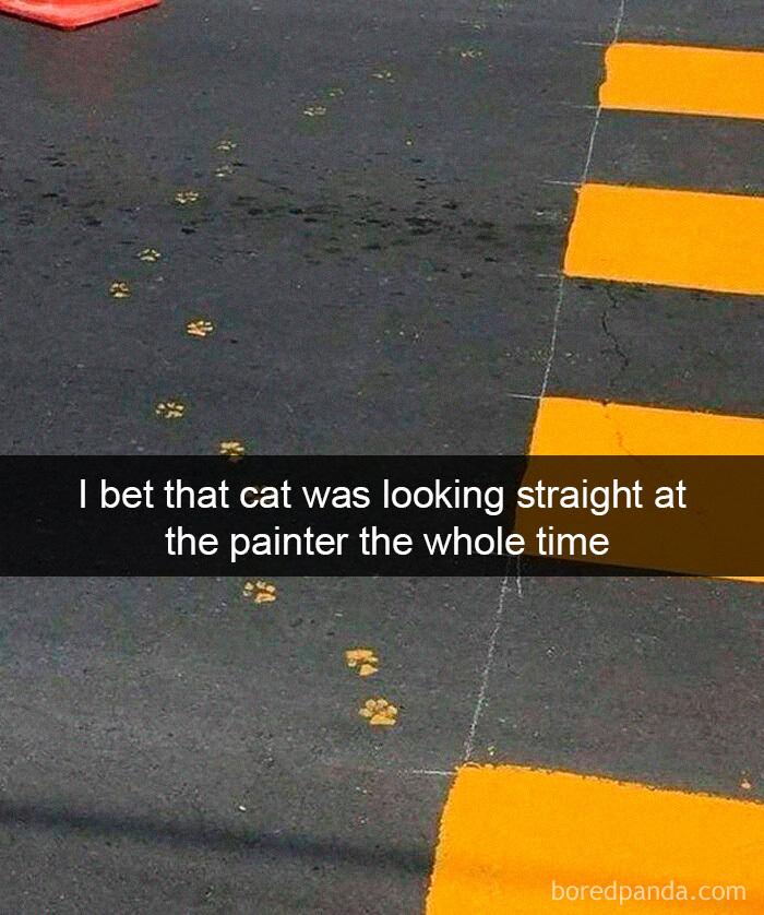 Cat-Snapchats