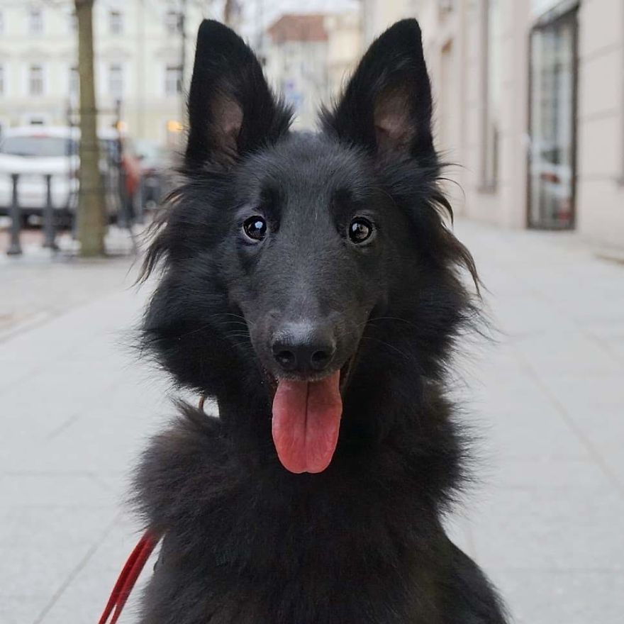 Zara, 1.5 Y/O, Belgian Shepherd
