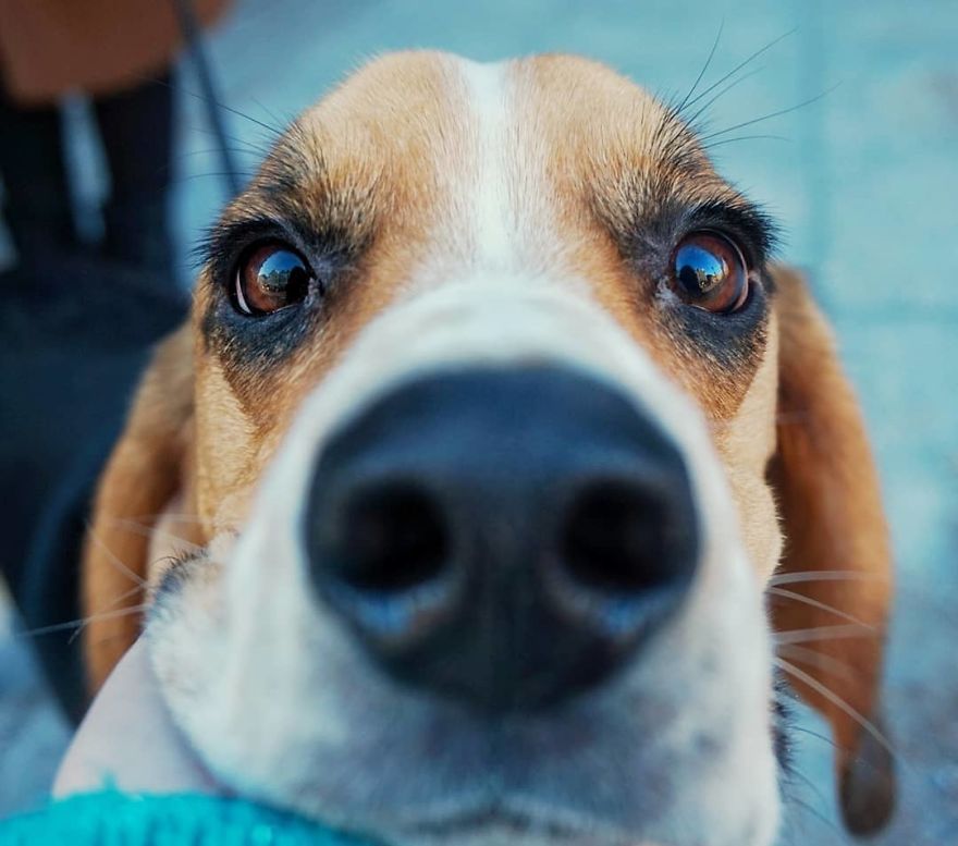 Malvis, 1 Y/O, Beagle