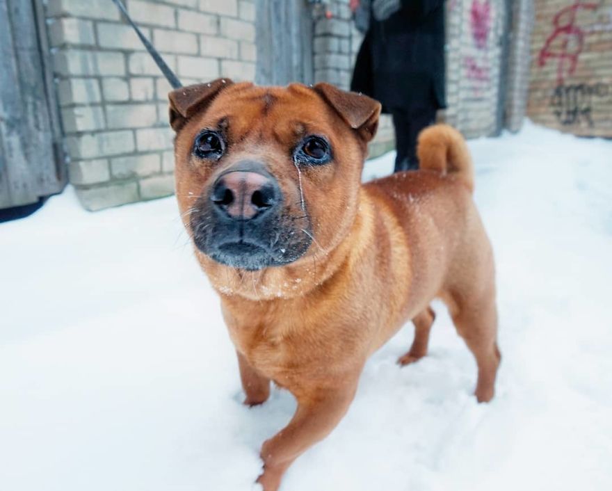Betė (Beth), 8 Y/O, Chow Chow Mixed 