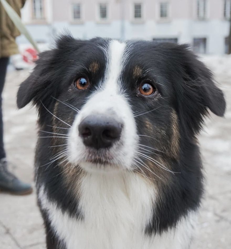 Beili, 2 Y/O, Australian Shepherd