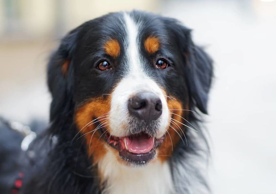 Ula, 2 Y/O, Bernese Mountain Dog