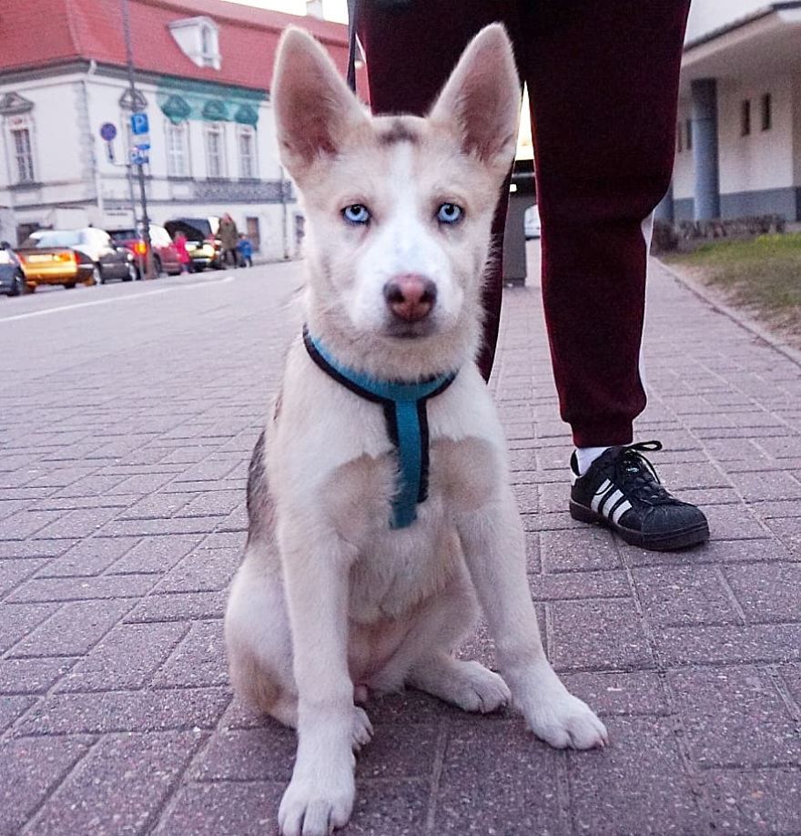 Aiga, 5-Month-Old, Husky 