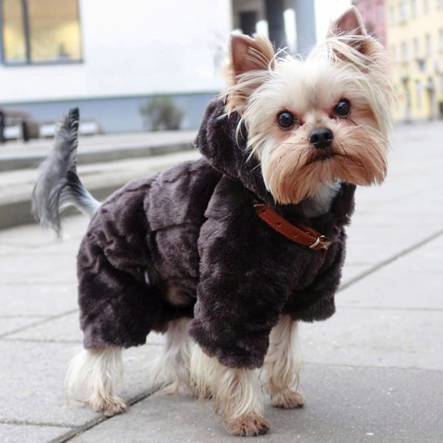 Kenzo, 4 Y/O, Yorkshire Terrier