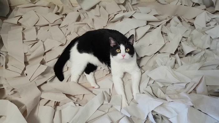 Video Of Cat Going Crazy In A Room Full Of Toilet Paper Goes Viral Video Of Cat Going Crazy In A Room Full Of Toilet Paper Goes Viral