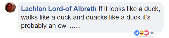 Duckling Gets Raised By An Owl And The Photos Are Adorable Duckling Gets Raised By An Owl And The Photos Are Adorable