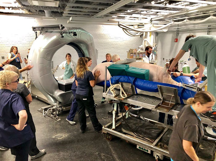 Couple Thinks They Adopted A Mini-Pig, Keeps Her As A Pet Even After It Grows To Be 650 Lbs Couple Thinks They Adopted A Mini-Pig, Keeps Her As A Pet Even After It Grows To Be 650 Lbs