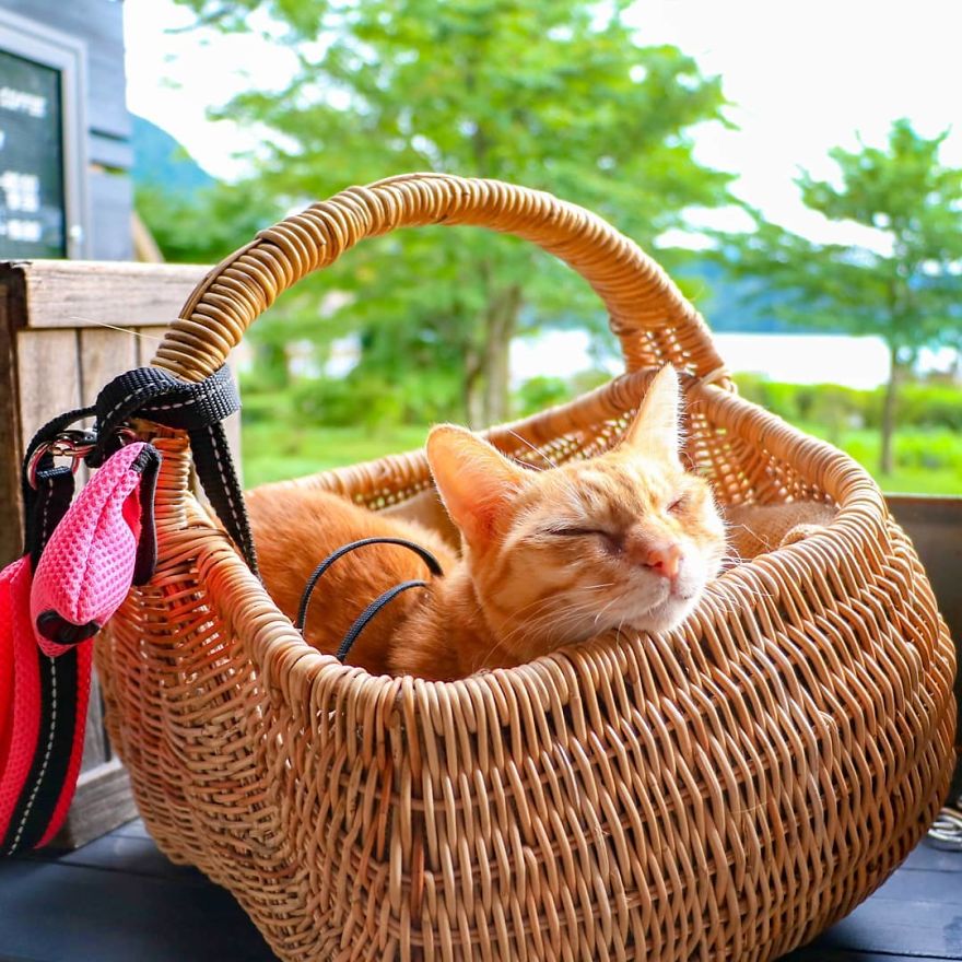 This Man Travels All Over Japan With His Two Kittens And The Images Of His Instagram Are Purrrfect