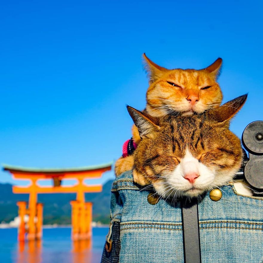 This Man Travels All Over Japan With His Two Kittens And The Images Of His Instagram Are Purrrfect