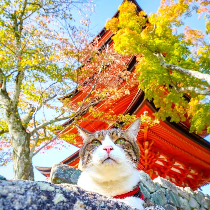 This Man Travels All Over Japan With His Two Kittens And The Images Of His Instagram Are Purrrfect
