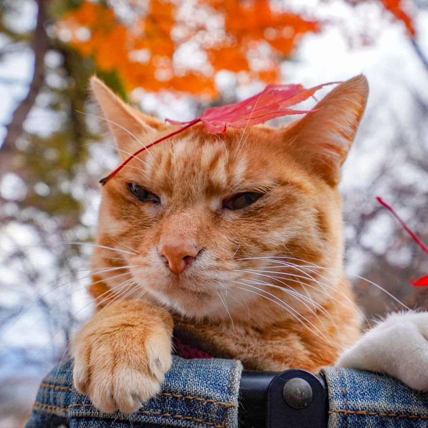 This Man Travels All Over Japan With His Two Kittens And The Images Of His Instagram Are Purrrfect