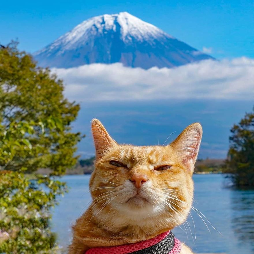 This Man Travels All Over Japan With His Two Kittens And The Images Of His Instagram Are Purrrfect