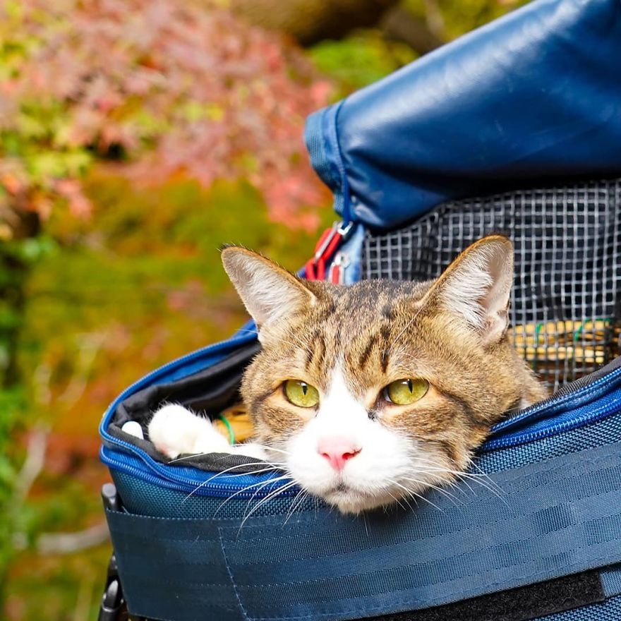 This Man Travels All Over Japan With His Two Kittens And The Images Of His Instagram Are Purrrfect
