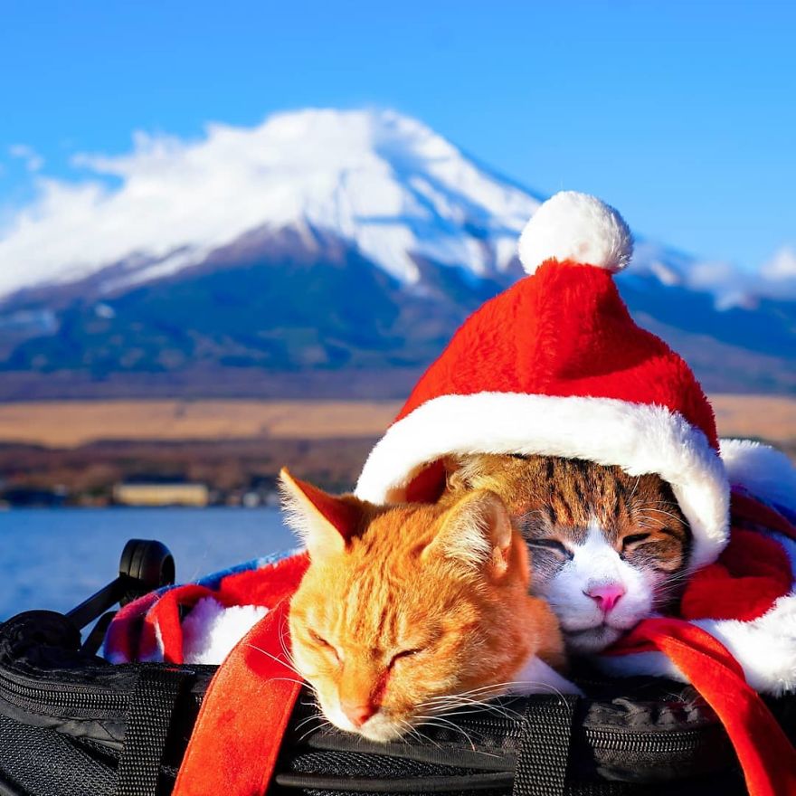 This Man Travels All Over Japan With His Two Kittens And The Images Of His Instagram Are Purrrfect