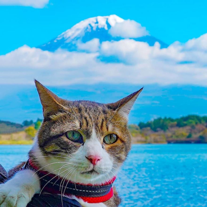 This Man Travels All Over Japan With His Two Kittens And The Images Of His Instagram Are Purrrfect
