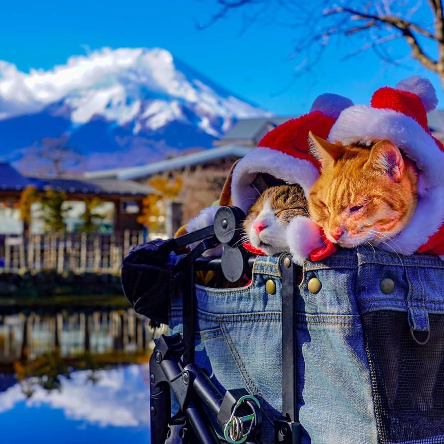 This Man Travels All Over Japan With His Two Kittens And The Images Of His Instagram Are Purrrfect