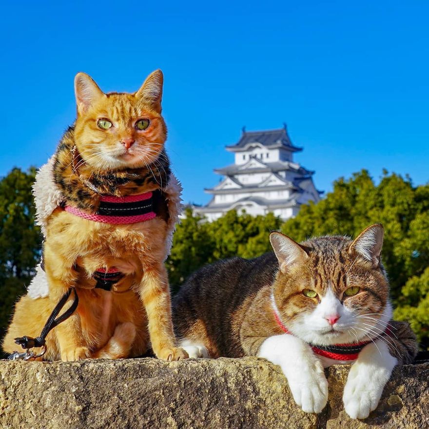 This Man Travels All Over Japan With His Two Kittens And The Images Of His Instagram Are Purrrfect