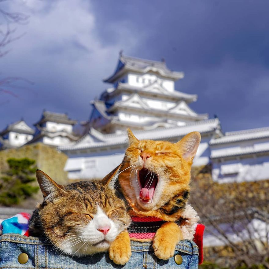 This Man Travels All Over Japan With His Two Kittens And The Images Of His Instagram Are Purrrfect