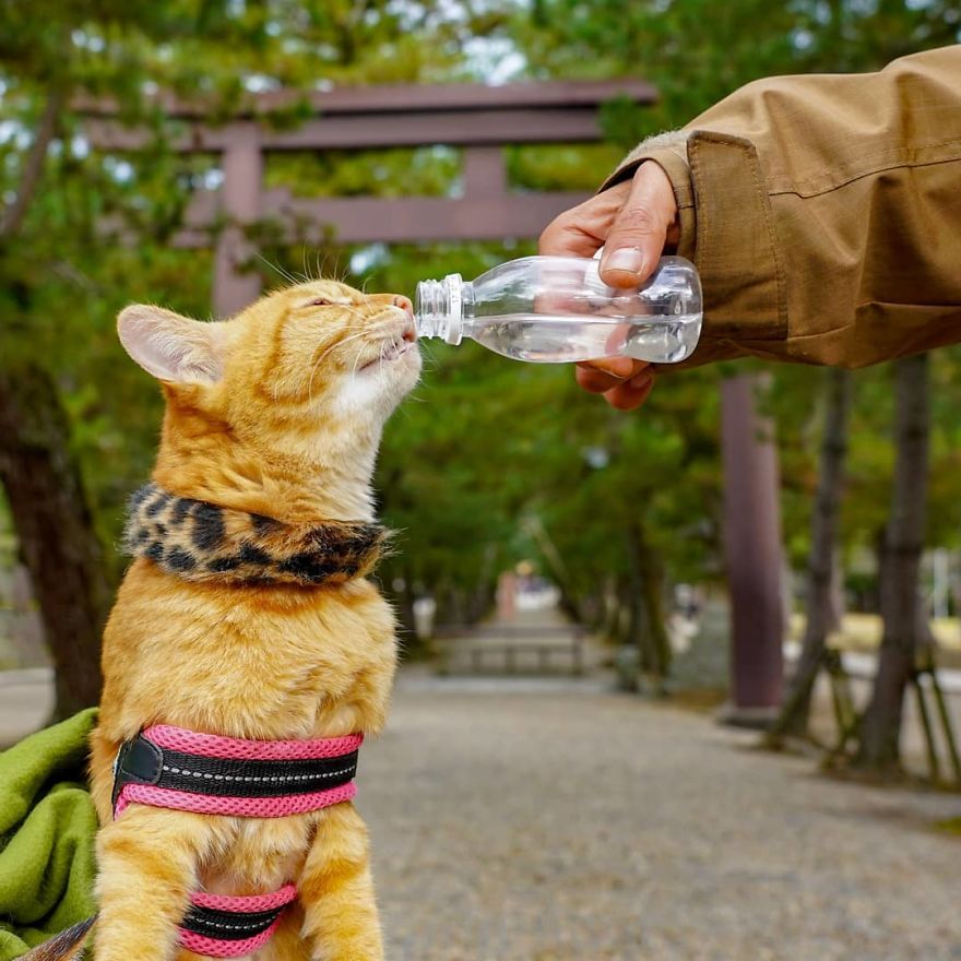 This Man Travels All Over Japan With His Two Kittens And The Images Of His Instagram Are Purrrfect