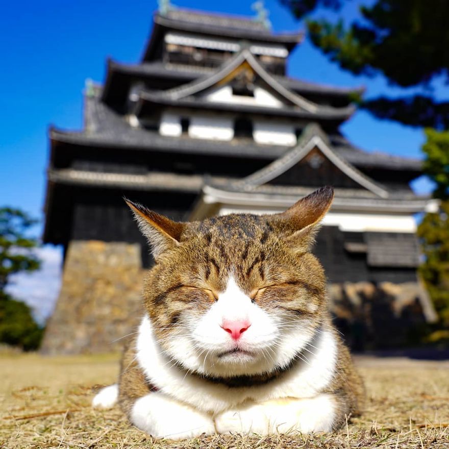 This Man Travels All Over Japan With His Two Kittens And The Images Of His Instagram Are Purrrfect