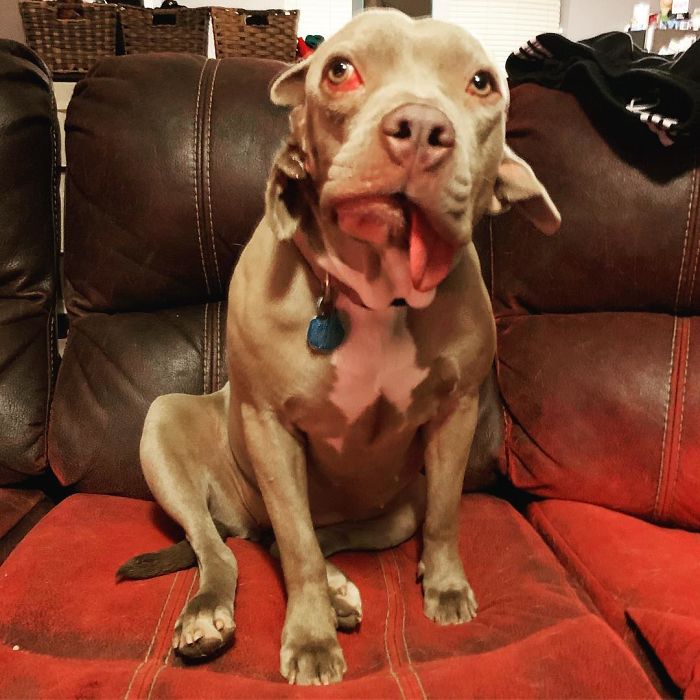 I Adopted A Stray Dog With 2 Mouths, One Where The Ear Should Be I Adopted A Stray Dog With 2 Mouths, One Where The Ear Should Be