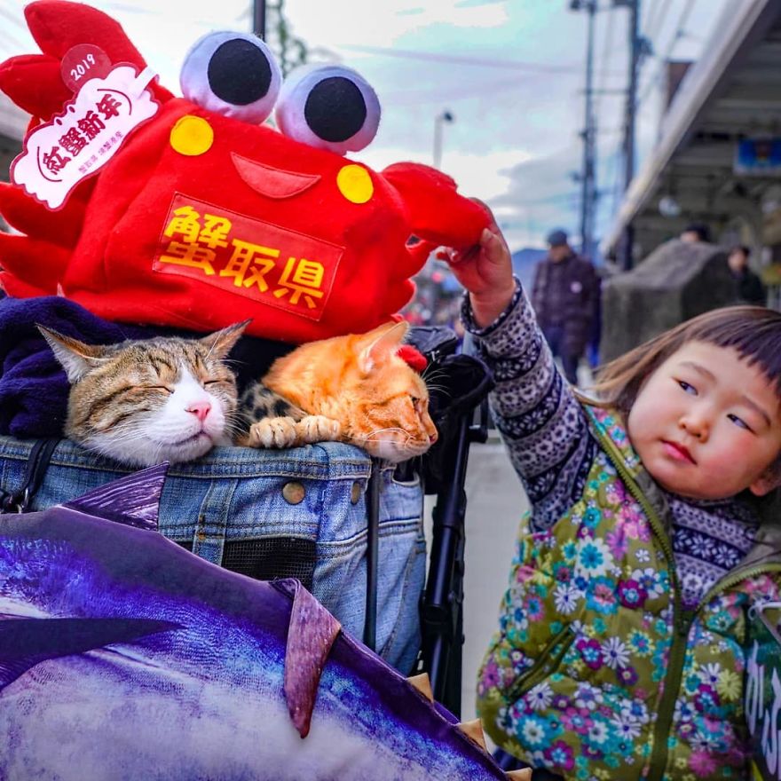 This Man Travels All Over Japan With His Two Kittens And The Images Of His Instagram Are Purrrfect