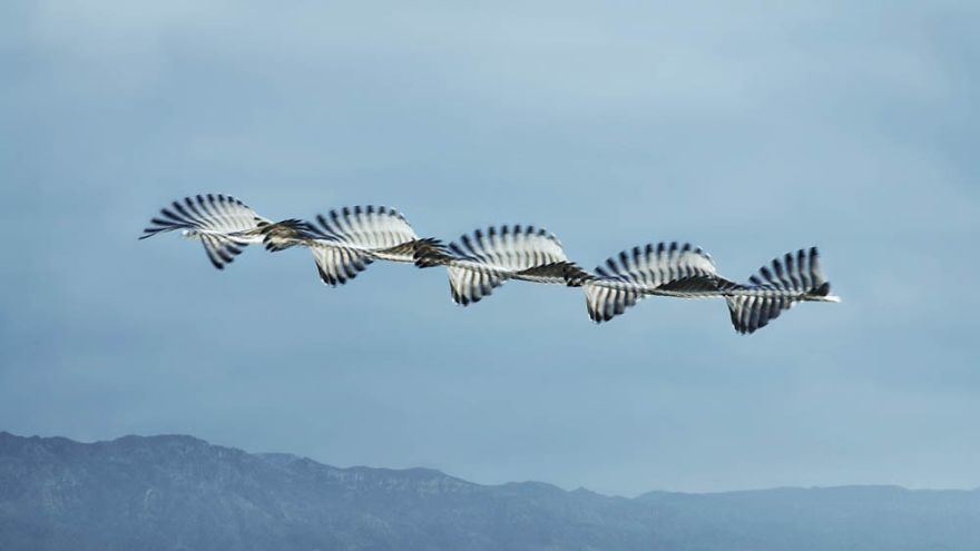 10 Stunning Photos That Capture The Flight Patterns Of Birds By Xavi Bou 10 Stunning Photos That Capture The Flight Patterns Of Birds By Xavi Bou