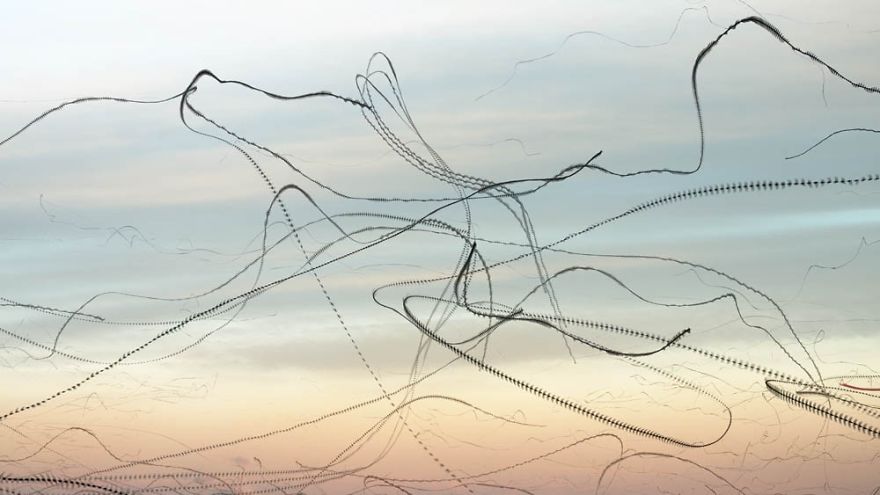 10 Stunning Photos That Capture The Flight Patterns Of Birds By Xavi Bou
