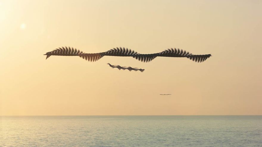 10 Stunning Photos That Capture The Flight Patterns Of Birds By Xavi Bou