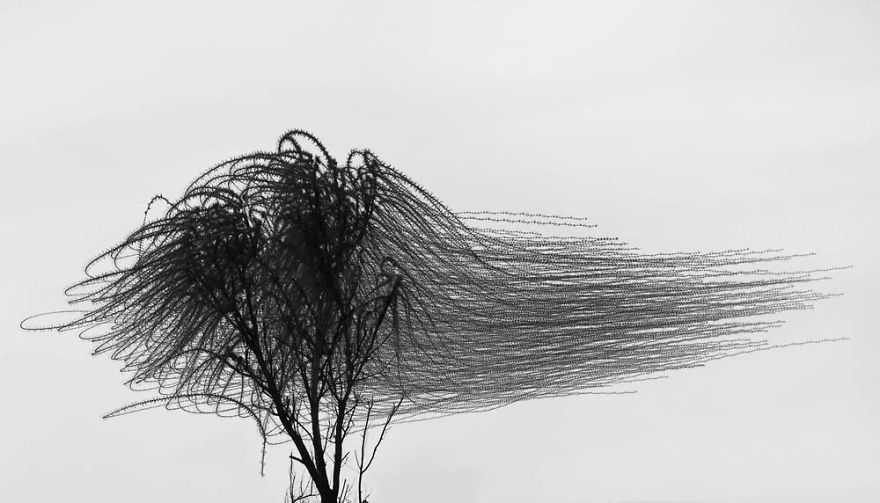 10 Stunning Photos That Capture The Flight Patterns Of Birds By Xavi Bou