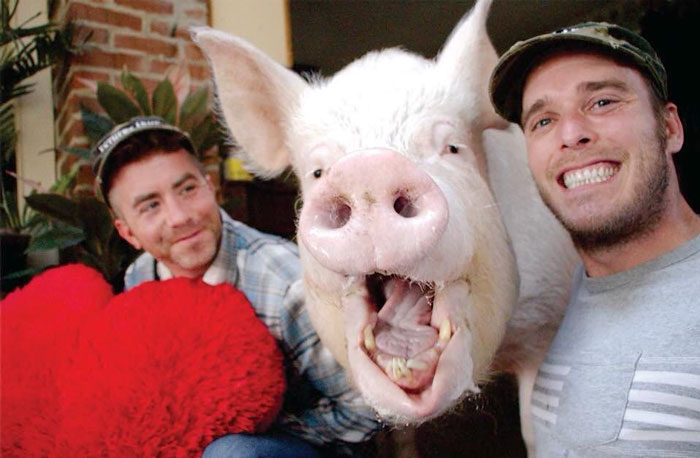 Couple Thinks They Adopted A Mini-Pig, Keeps Her As A Pet Even After It Grows To Be 650 Lbs Couple Thinks They Adopted A Mini-Pig, Keeps Her As A Pet Even After It Grows To Be 650 Lbs